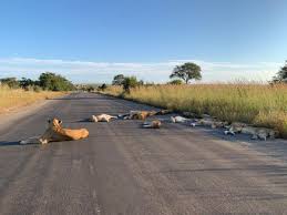 Lions nap on road in South African reserve - New York Daily News