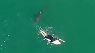 Imagens de drones mostram momentos em que o surfista é perseguido por um grande tubarão branco