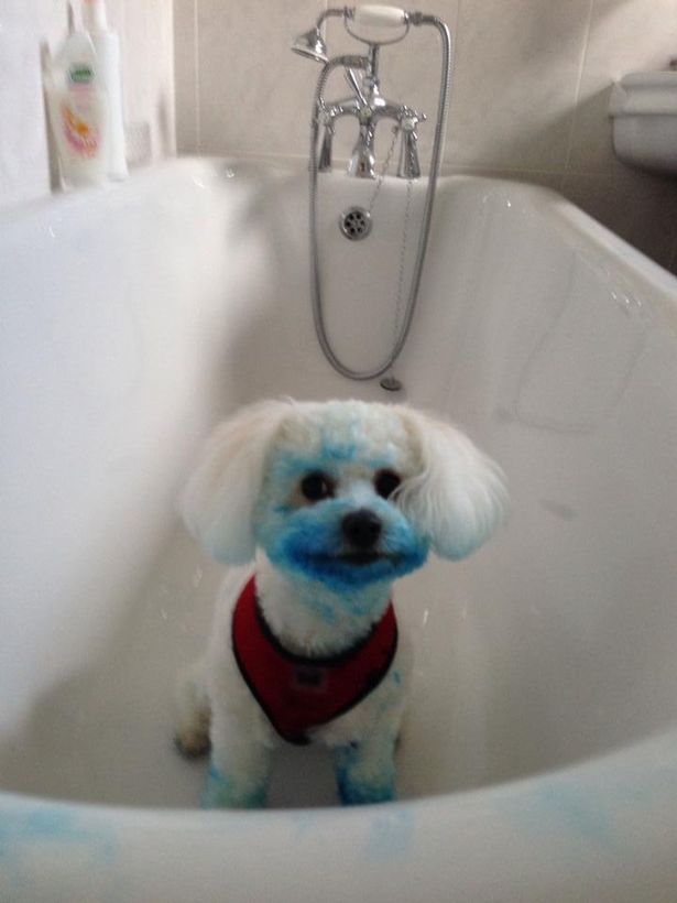 Cachorro limpinho saiu 'parecendo Smurf' após morder um cartucho de tinta