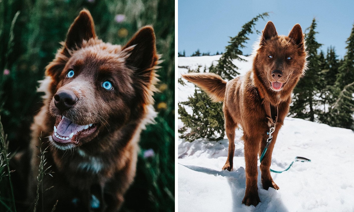 This Brown Siberian Husky Is One of the Most Beautiful Dogs on Instagram