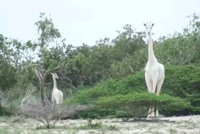Duas das últimas três girafas foram encontradas mortas no início deste ano.  Crédito: Ishaqbini Hirola Community Conservancy