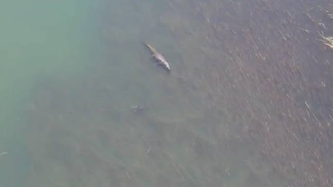 Crocodilo gigante e tubarão-touro vistos na água perto de um popular local para natação