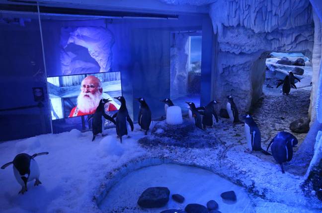 Pinguins-gentoo no aquário de Londres são tratados com exibições de filmes de natal durante o isolamento