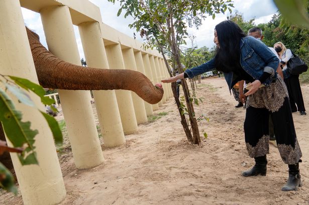 'O elefante mais solitário do mundo' tem interesse amoroso em uma nova casa
