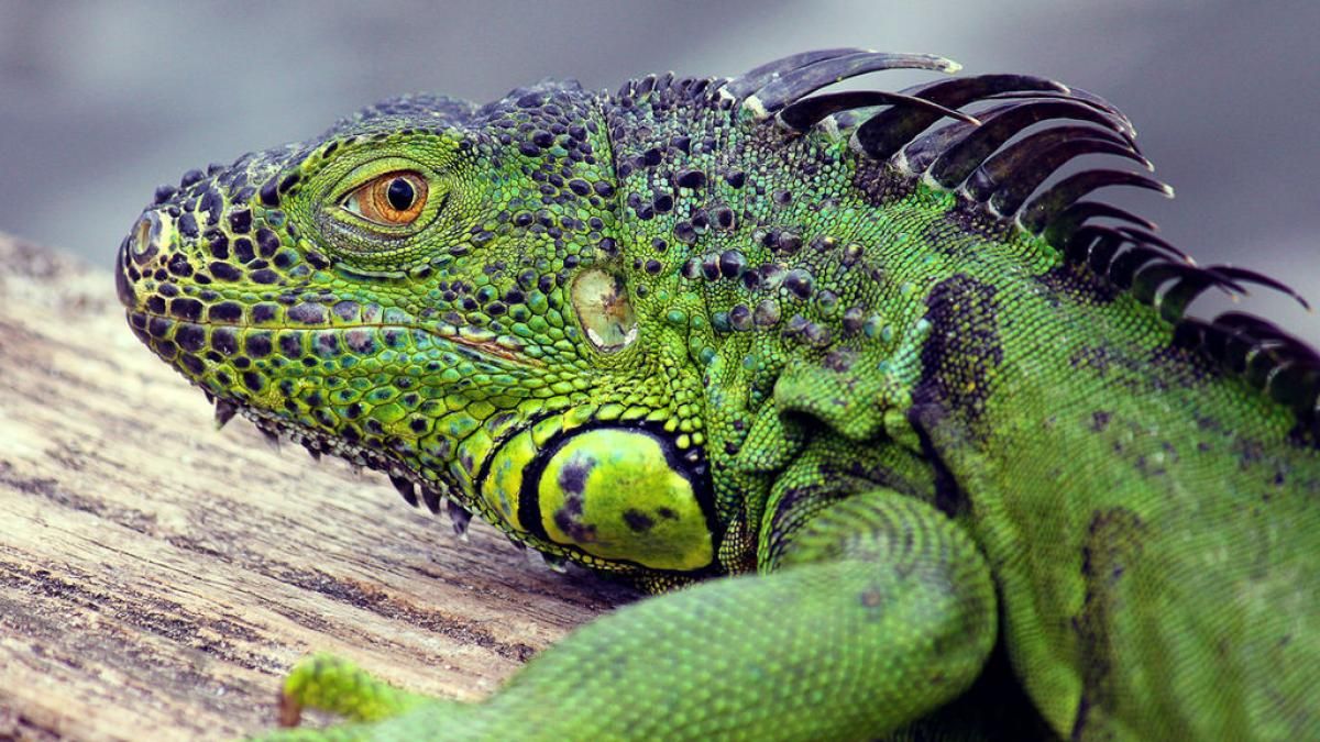 Alerta de "caída de iguanas" de los árboles en Miami por el frío - España  Noticias Ultima Hor... in 2020 | Green iguana, Florida, Iguana