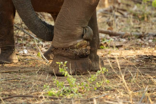 Elefante resgatado por equipe da vida selvagem foi capturado por armadilha de caçador