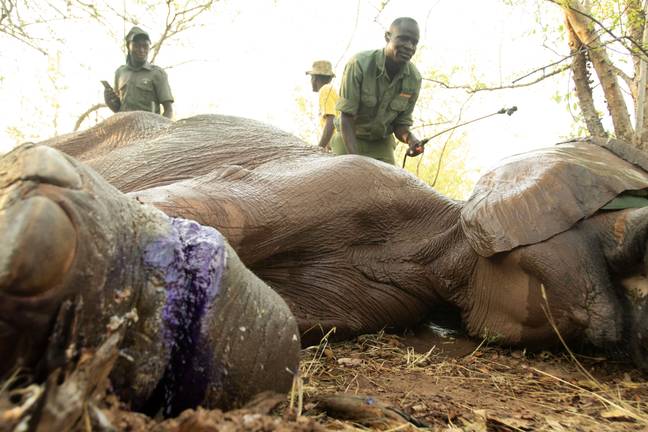 Elefante resgatado por equipe da vida selvagem foi capturado por armadilha de caçador