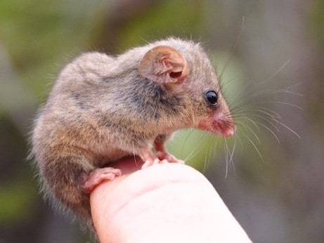 Pequeno gambá pigmeu descoberto na ilha Kangaroo