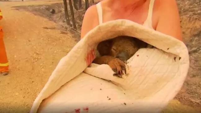 Mais de 61.000 coalas mortos, feridos ou afetados por incêndios florestais no verão