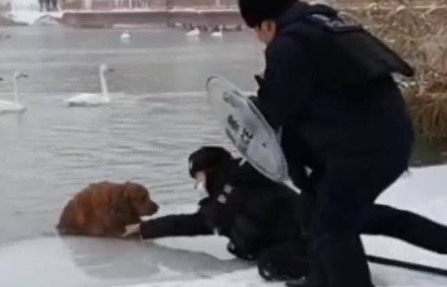 Policiais heroicos salvam Golden Retriever de lago congelado
