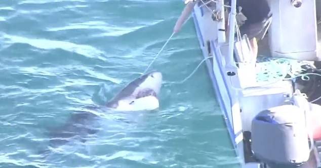 Enorme tubarão branco persegue tubarão-tigre na costa de Perth