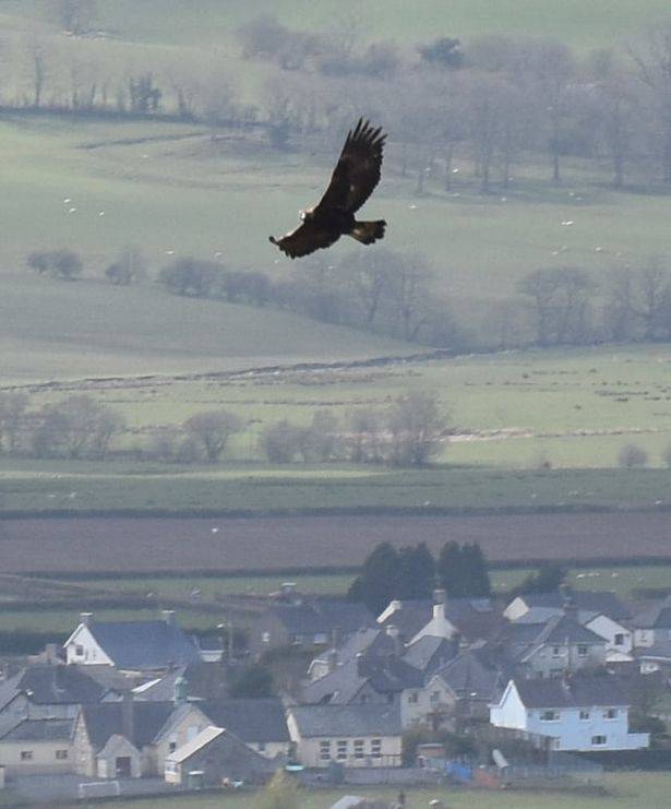 A última águia dourada sobrevivente no País de Gales foi baleada duas vezes antes de morrer