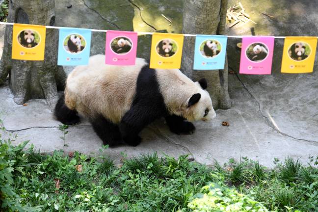 O panda mais velho do mundo em cativeiro morre com 38 e quatro meses