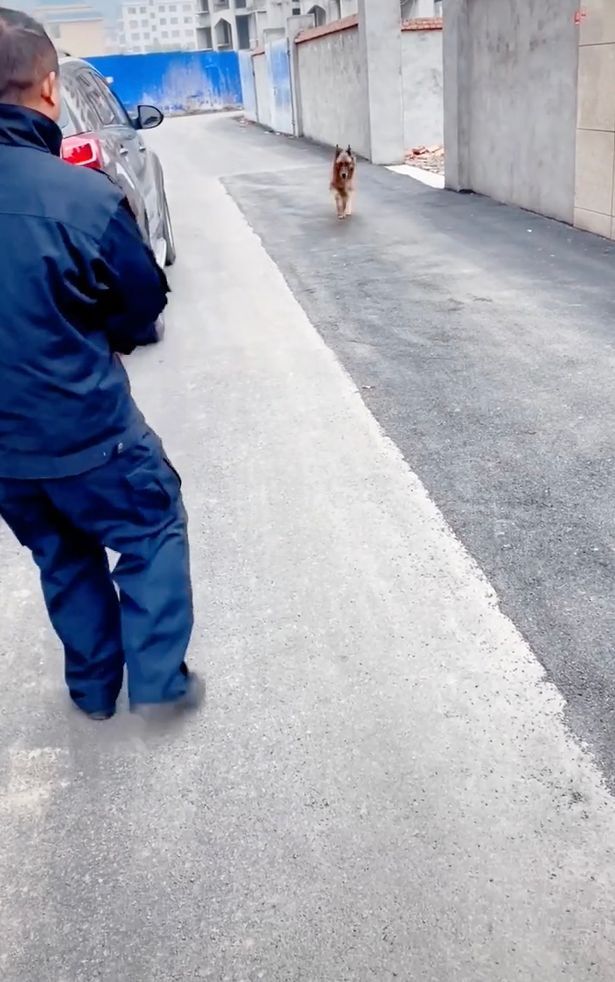 Ex-cão policial 'chora' após se encontrar com o condutor que ele não vê há anos