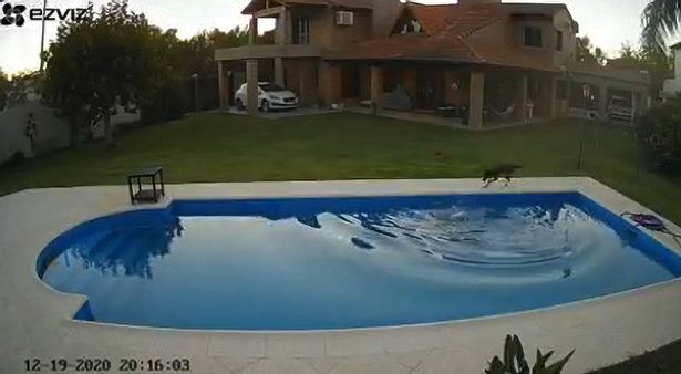 Cachorro salva cachorrinha cega de se afogar na piscina