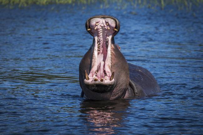 Cientistas pedem que os 'hipopótamos de cocaína' de Pablo Escobar sejam eliminados