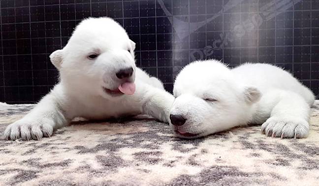 Filhotes de urso polar são mimados pela equipe do zoológico após serem rejeitados pela mãe