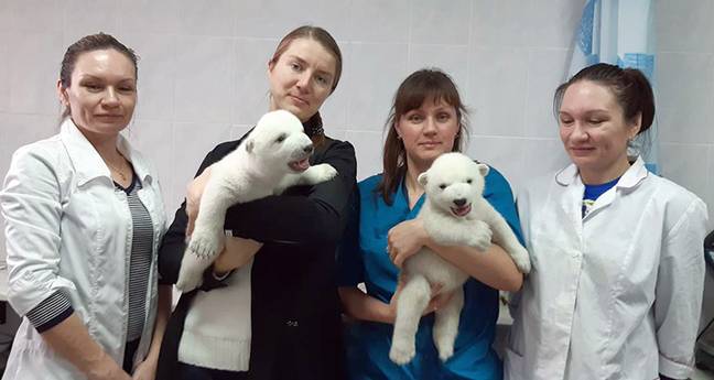 Filhotes de urso polar são mimados pela equipe do zoológico após serem rejeitados pela mãe