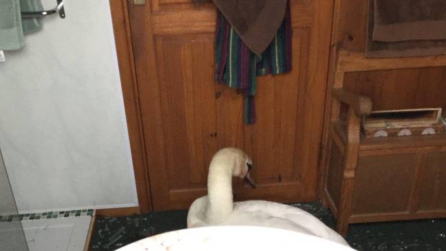 Mulher idosa quase sofre lesão quando o cisne bate na janela da sala